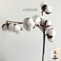 COTTON Scented Scented Shea Oil - highly moisturizing