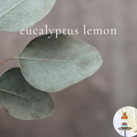 EUCALYPTUS LEMON - Scented Shea Oil - highly moisturizing