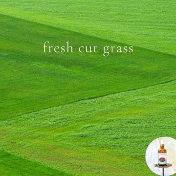 FRESH CUT GRASS -Scented Shea Oil - highly moisturizing