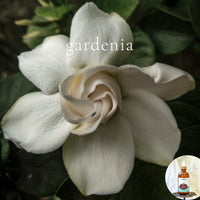 GARDENIA -Scented Shea Oil - highly moisturizing