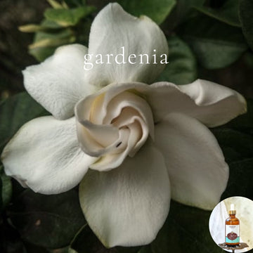 GARDENIA -Scented Shea Oil - highly moisturizing