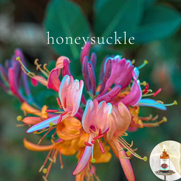 HONEYSUCKLE - Shea Oil -  best seller!!!, highly moisturizing