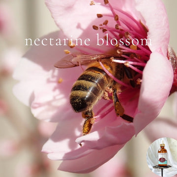 NECTARINE BLOSSOM - Scented Shea Oil - highly moisturizing