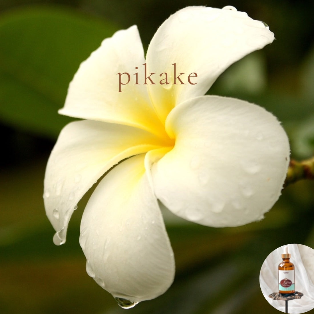 PIKAKE - Scented Shea Oil - highly moisturizing