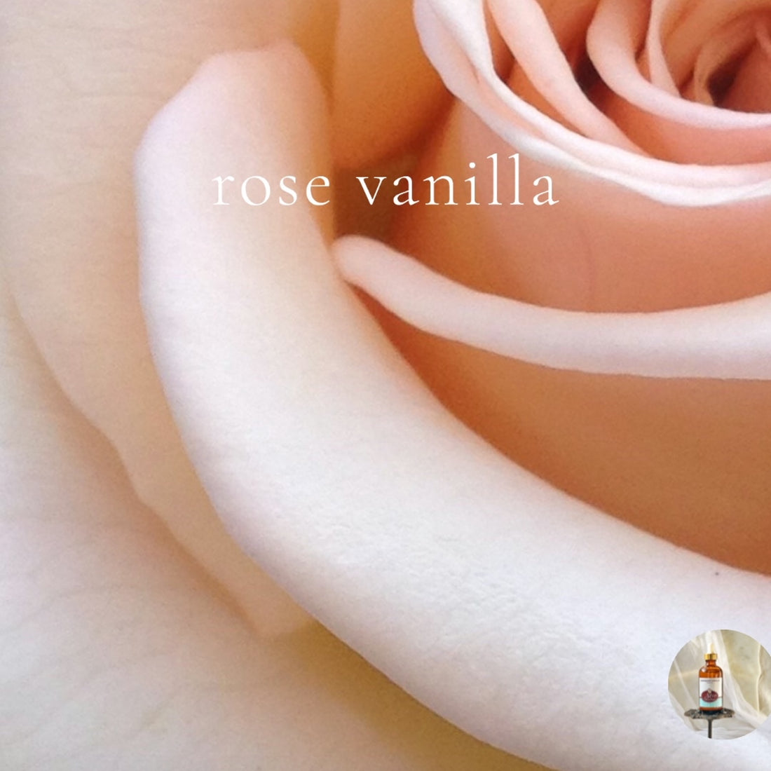 ROSE VANILLA- Scented Shea Oil -  in 4oz bottles, skin moisturizer