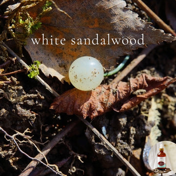 WHITE SANDALWOOD - Skin Like Butter Wild Crafted Scented Shea Oil,  4 oz