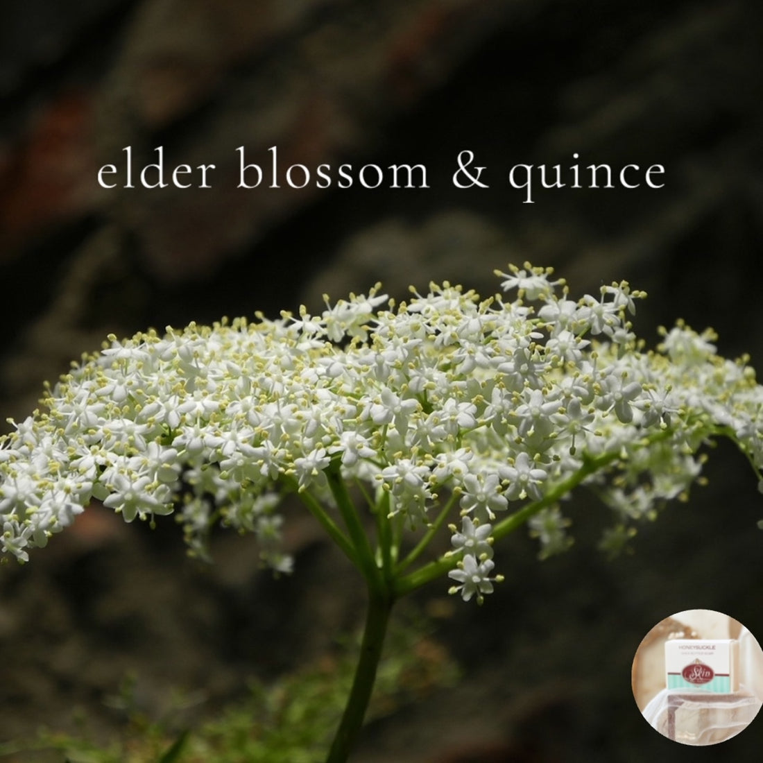 ELDER BLOSSOM AND QUINCE - Skin Like Butter - Shea Butter 4 oz Soap Bar