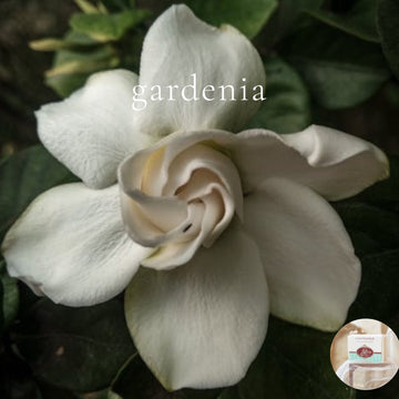 GARDENIA - Skin Like Butter - Shea Butter 4 oz Soap Bar
