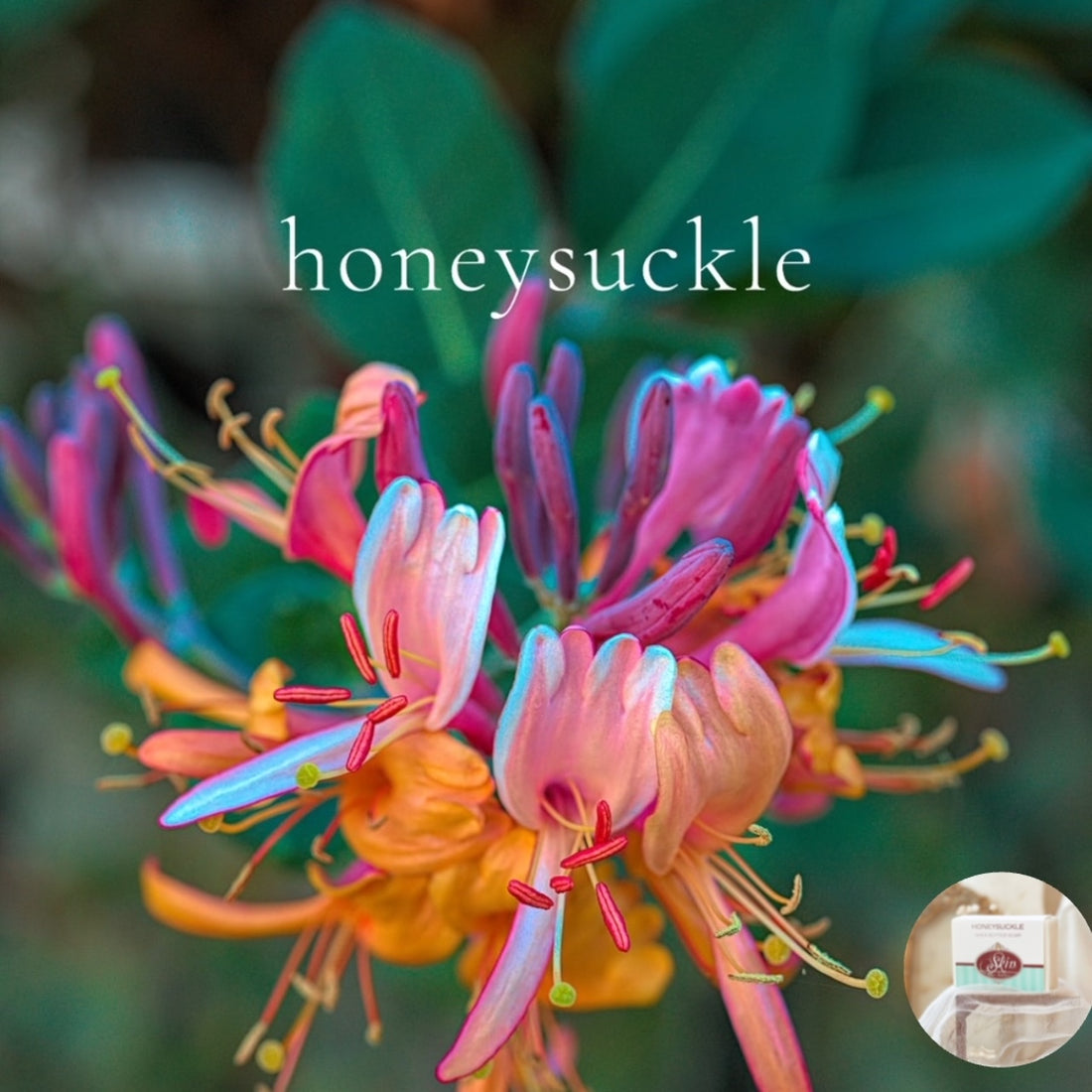 HONEYSUCKLE - Skin Like Butter - Shea Butter 4 oz Soap Bar