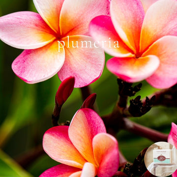 PLUMERIA -  Skin Like Butter - Shea Butter 4 oz Soap Bar