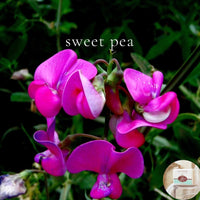 SWEET PEA -  Skin Like Butter - Shea Butter 4 oz Soap Bar