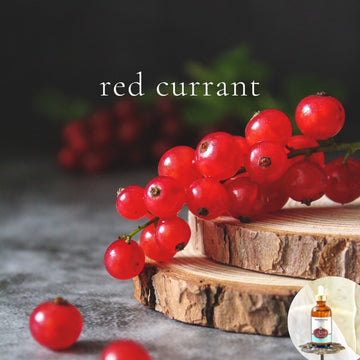 RED CURRANT - Scented Shea Oil - highly moisturizing