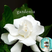 GARDENIA scented thick luxurious Body Butter in 2 oz to 16 oz jars or bottles