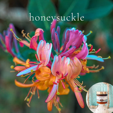 HONEYSUCKLE scented Body Butter in 2 oz to 16 oz jars or bottles