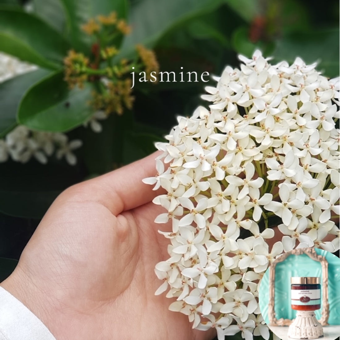 JASMINE scented thick luxurious Body Butter in 2 oz to 16 oz jars or bottles