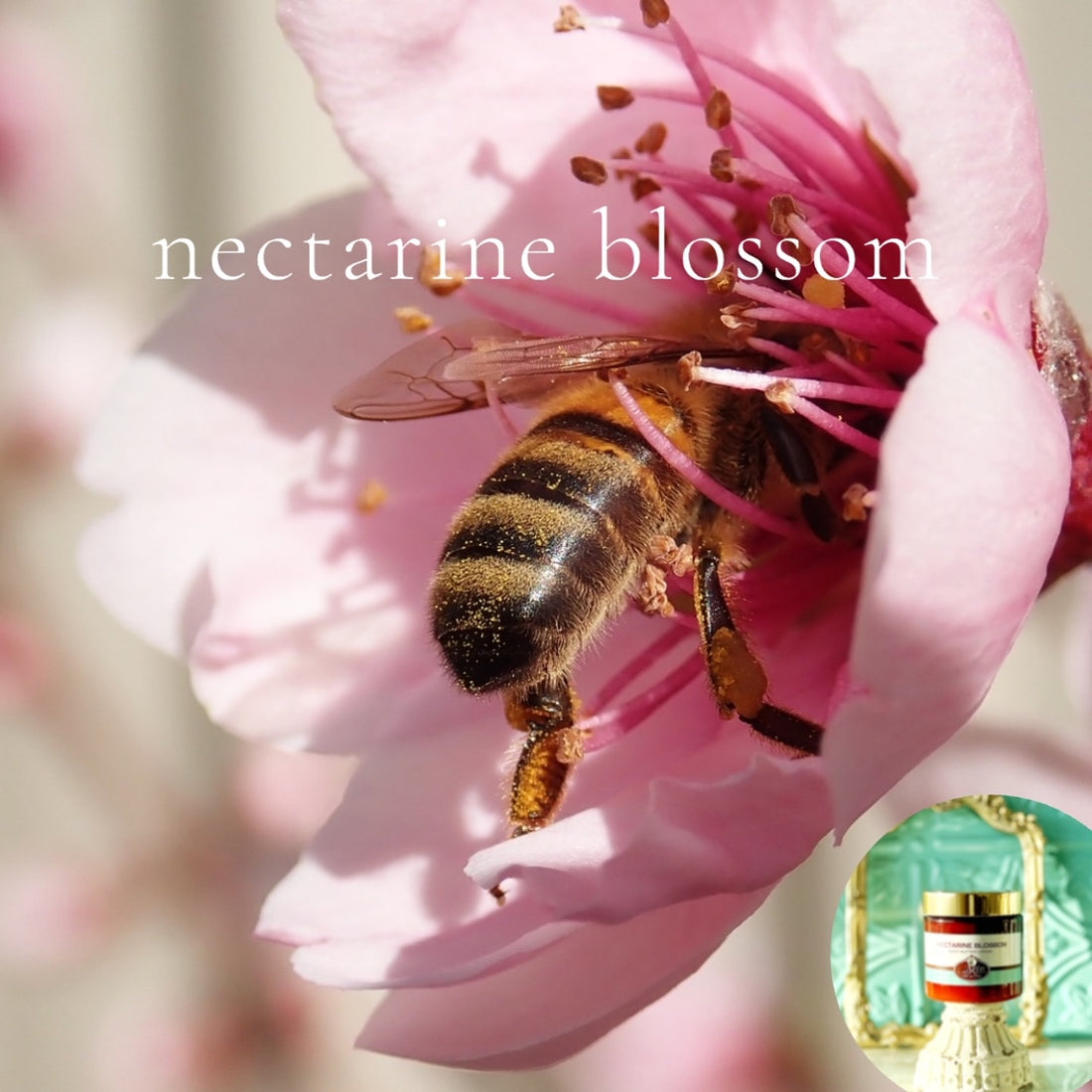 NECTARINE BLOSSOM scented thick luxurious Body Butter in 2 oz to 16 oz jars or bottles