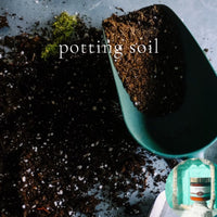 POTTING SOIL scented Tamanu and Aloe Vera Body Butter