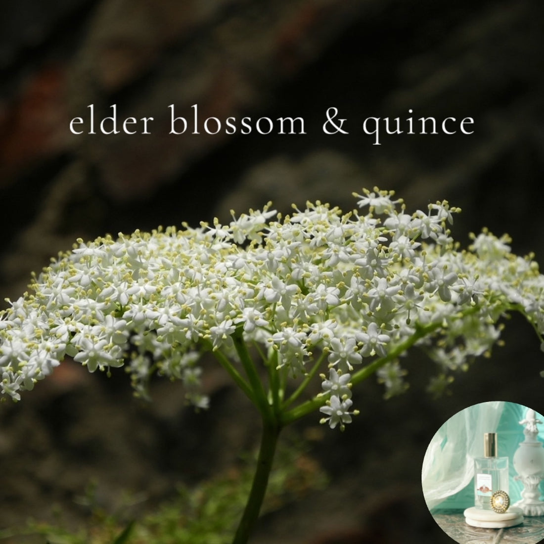 ELDER BLOSSOM AND QUINCE scented Room and Body Spray - best seller!!!