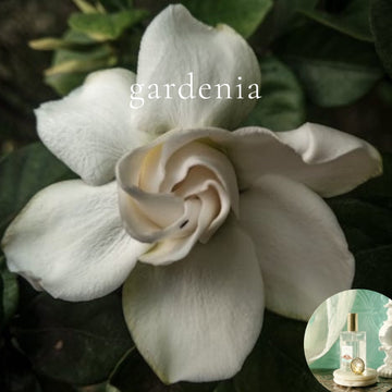 GARDENIA scented Room and Body Spray - BOGO DEAL