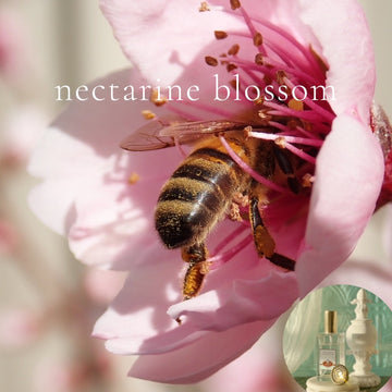 NECTARINE BLOSSOM - Room and Body Spray - BOGO DEAL