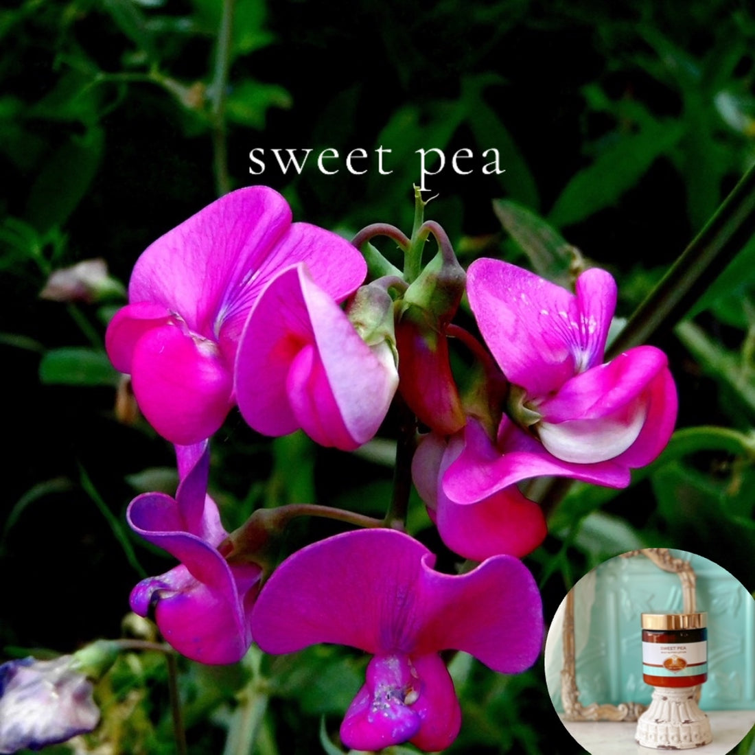 SWEET PEA scented thick luxurious Body Butter in 2 oz to 16 oz jars or bottles