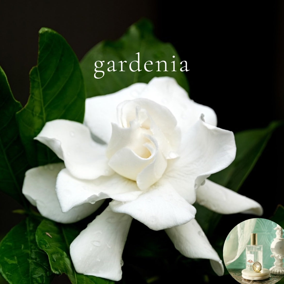 GARDENIA scented Room and Body Spray - BOGO DEAL