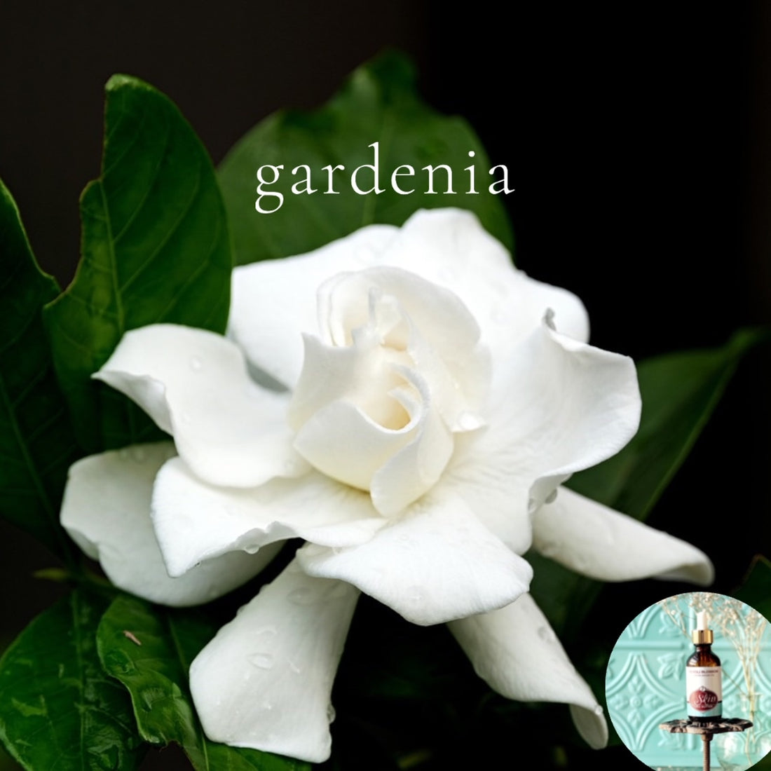 GARDENIA -Scented Shea Oil - highly moisturizing