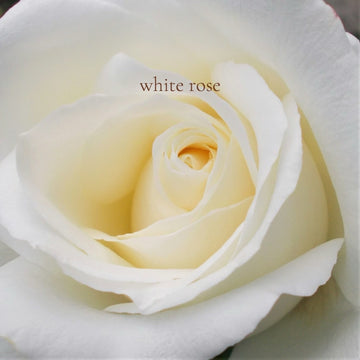 WHITE ROSE scented thick luxurious Body Butter in 2 oz to 16 oz jars or bottles (Copy)