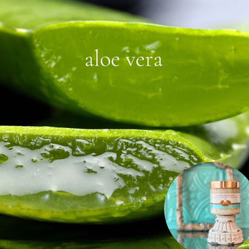 ALOE VERA pumpkin and shea butter sugar body scrub