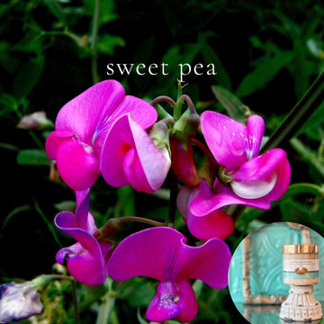 SWEET PEA scented pumpkin and shea butter sugar body scrub